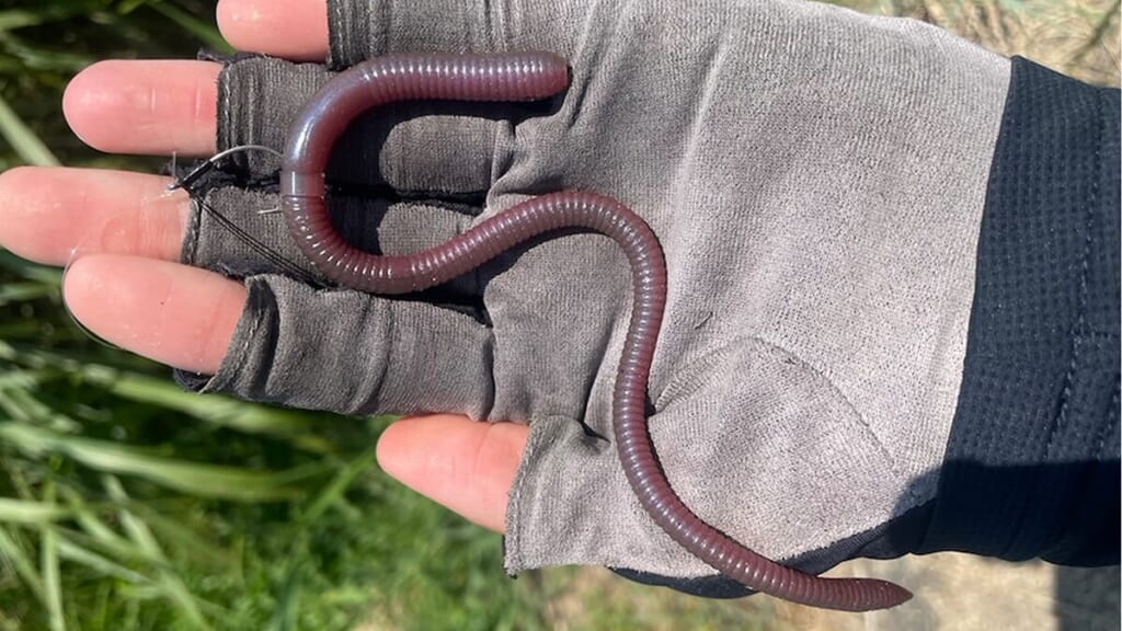 バスがいそうな場所に入れるだけ！「着底する前に食ってます（笑