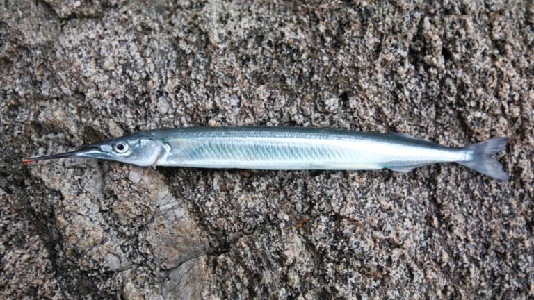 〈初心者の釣り〉“サヨリ”の生態／釣りシーズン／釣り方／仕掛け／食べ方【水面を滑る銀色の貴婦人】