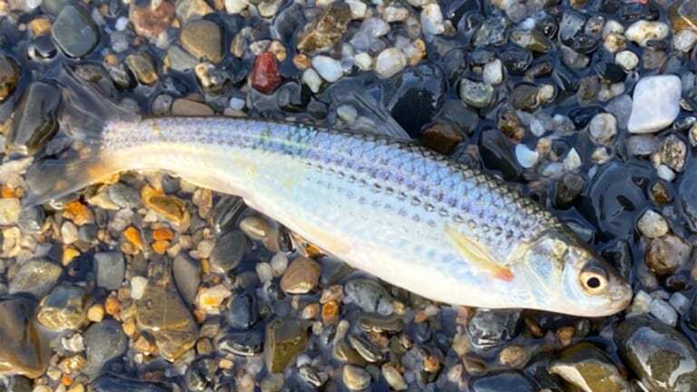 〈初心者の釣り〉“ホンモロコ”の生態／釣りシーズン／釣り方／仕掛け／食べ方【琵琶湖が生んだ淡水のダイヤモンド】