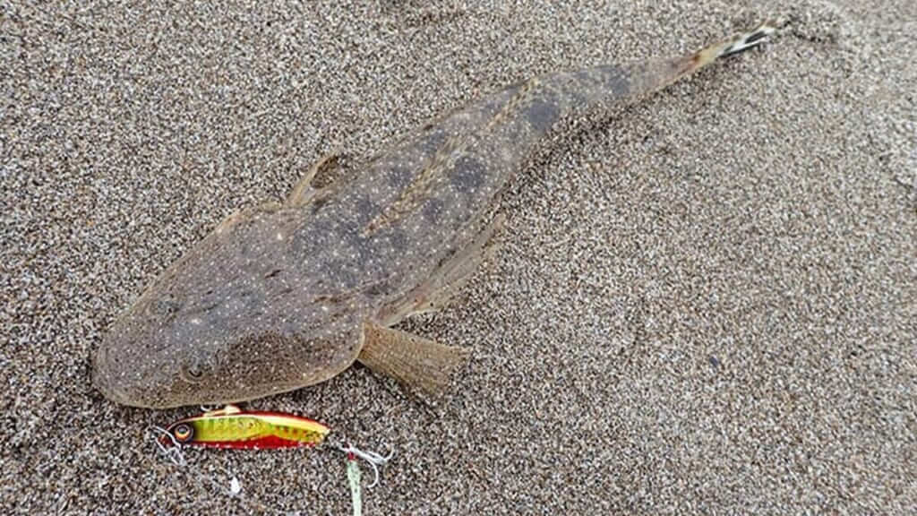 ｜浜名湖の熱い大会に参戦しよう！釣り大会『King of Lake』開催決定！