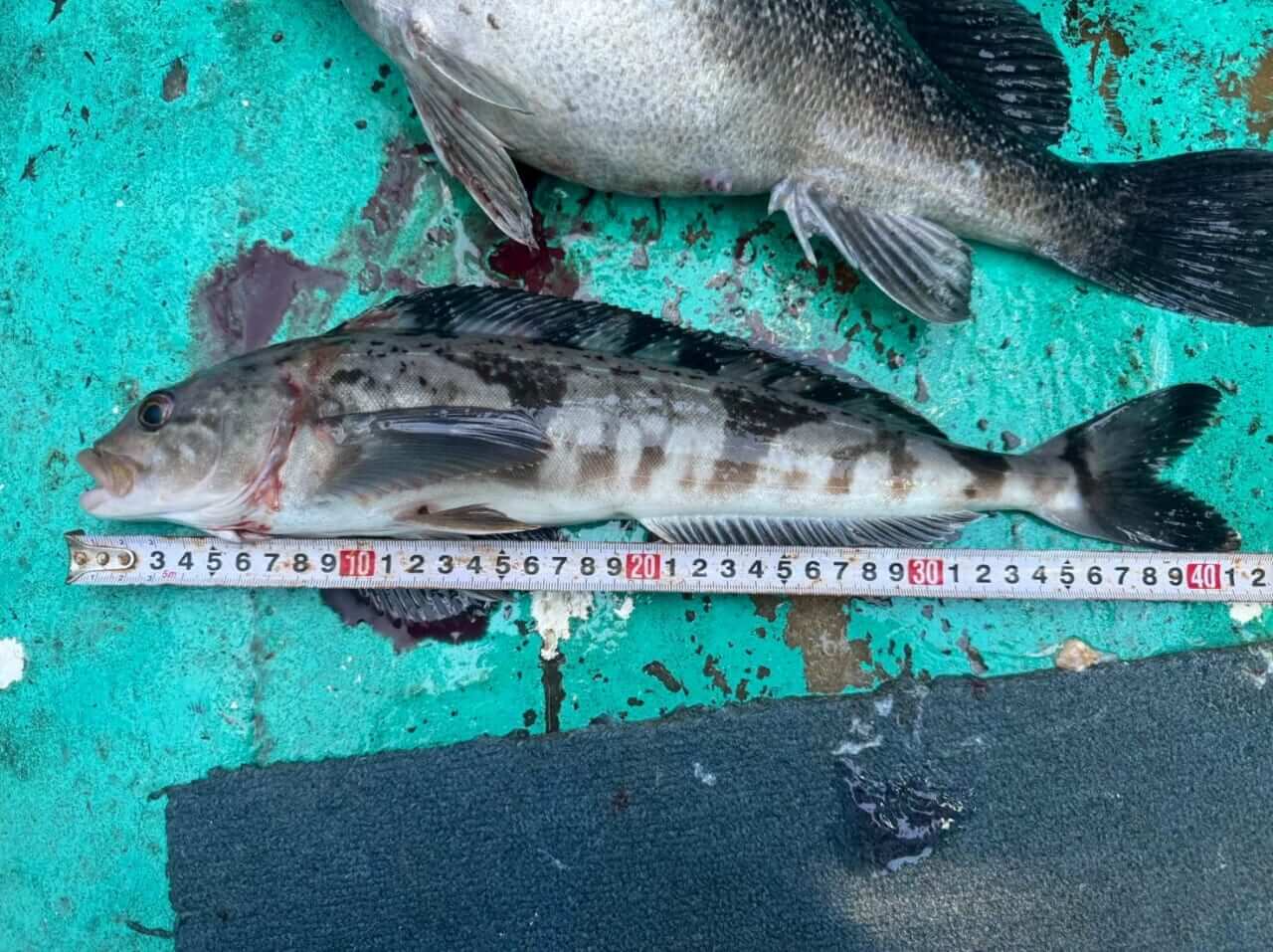 ｜【福島和可菜のLove Fishing】絶品サクラマスが食べたい！ そうだ、北海道へ行こう！