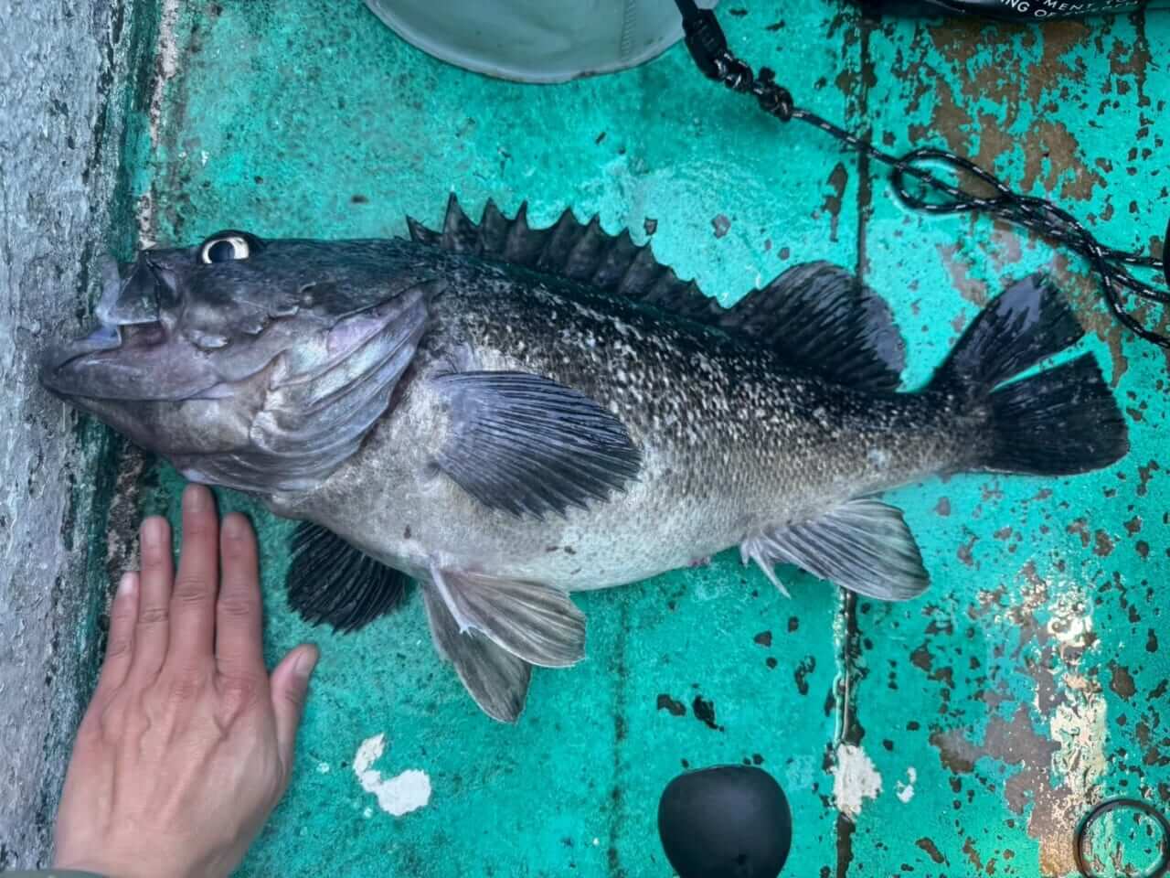 ｜【福島和可菜のLove Fishing】絶品サクラマスが食べたい！ そうだ、北海道へ行こう！