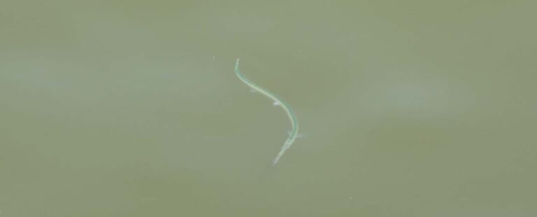 サヨリの釣り方｜泳ぐサヨリ｜〈初心者の釣り〉“サヨリ”の生態／釣りシーズン／釣り方／仕掛け／食べ方【水面を滑る銀色の貴婦人】