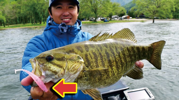 ｜スモールマウスが釣れまくり⁉一味違うシャッドテールを使いこなせ！
