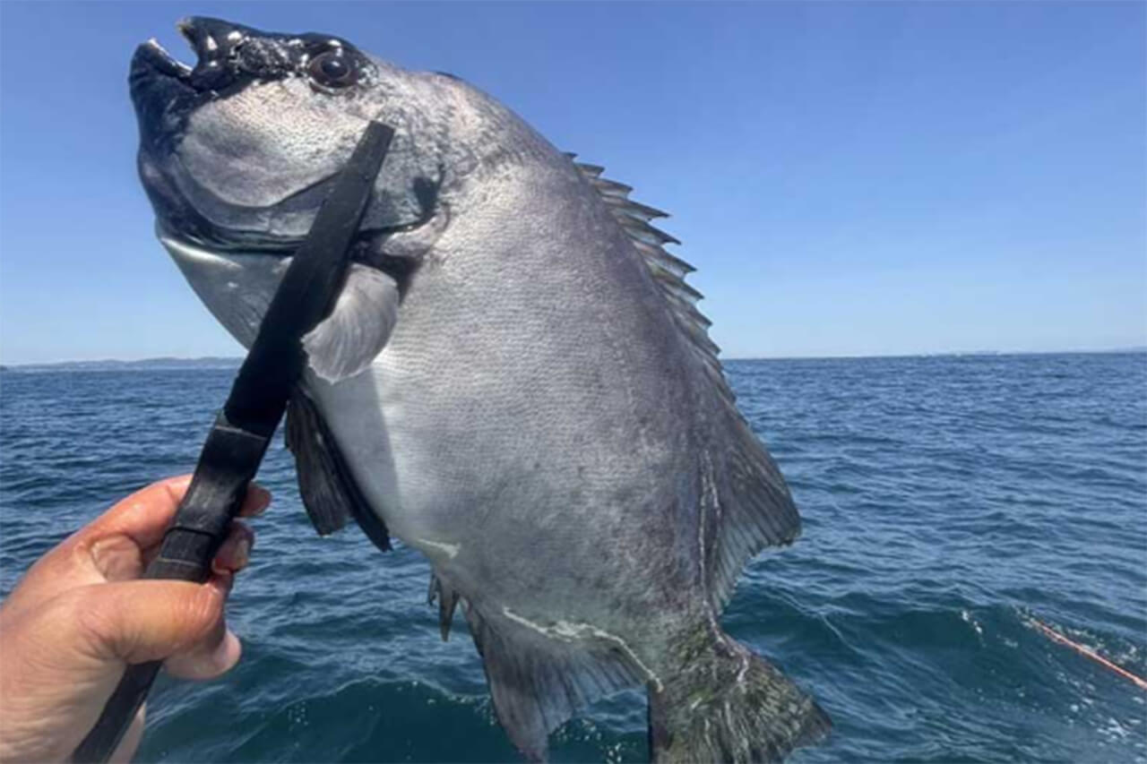 ｜「“毒魚”対策」「大手メーカーだから安心だね」釣った魚をがっちりホールドして逃さない。釣り必携のアイテムがDAIWAから登場。
