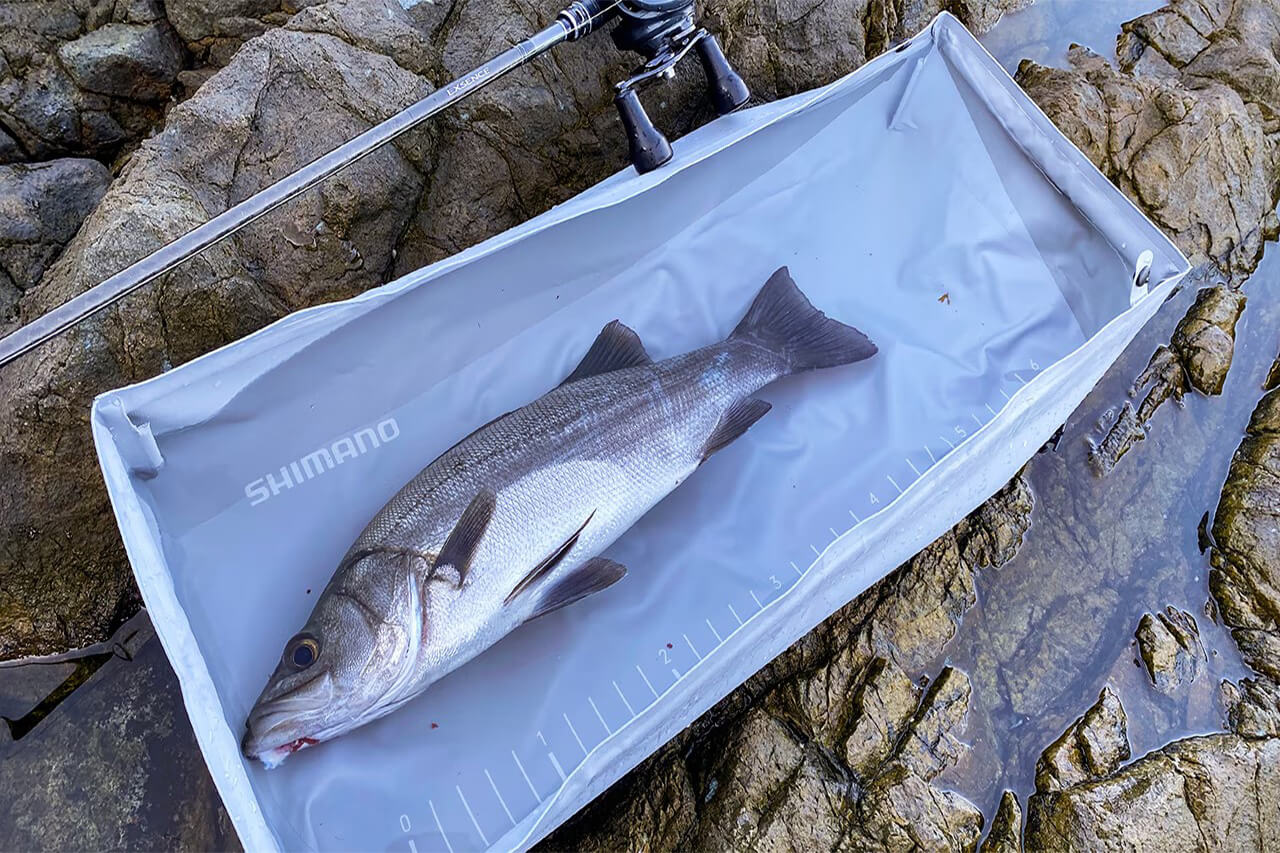 ｜シマノから“斬新”すぎるアイテムが新登場。『魚専用プール』を大手メーカーが本気で作った結果がコチラ…。