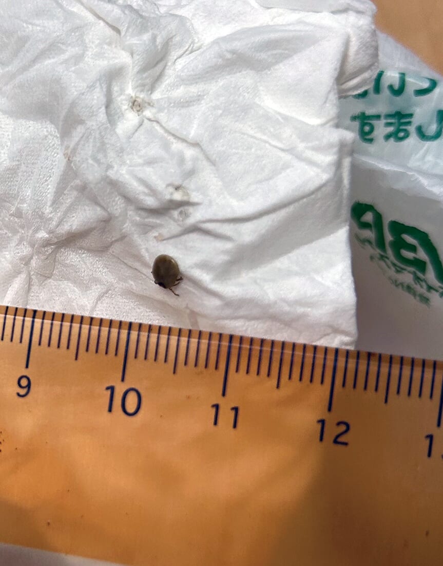 ｜【死の危険も⁉マダニに噛まれた！】初めての長良川で無慈悲な洗礼…「状況が悪すぎました…」それでも狙った『50アップ』という目標
