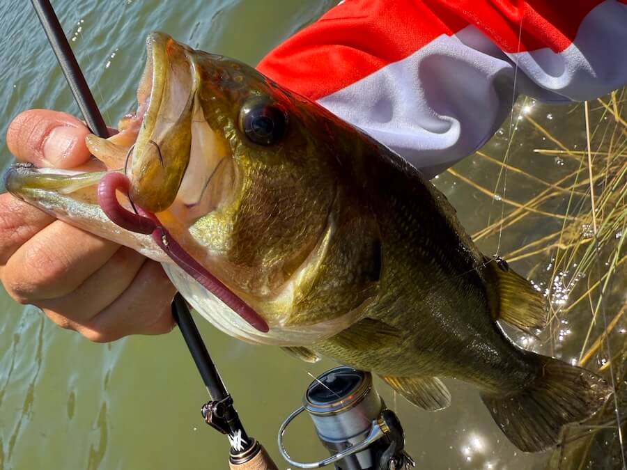 ｜「日中の厳しい時間帯もこれで安泰！」4インチのストレートワームに軽いシンカー、これを“とあるリグ”で使うと最強！試さないと損！