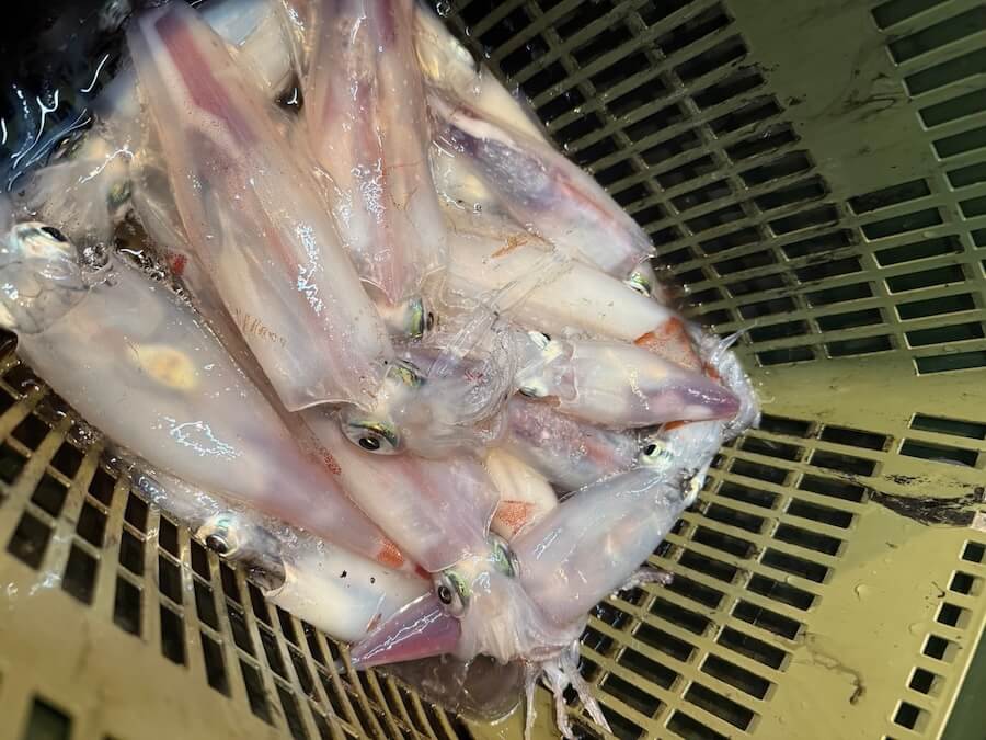 ｜「日中の厳しい時間帯もこれで安泰！」4インチのストレートワームに軽いシンカー、これを“とあるリグ”で使うと最強！試さないと損！