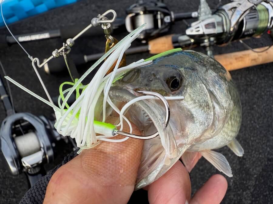 ｜【完全に秋モード突入】「とにかく釣るだけなら最強すぎる…」ルーシー無双に巻き物も好調！