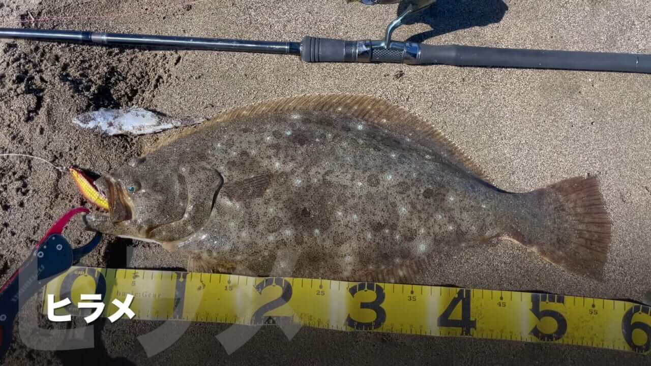 ｜「キタ！キタ！」「ヤバいなコレ。」宮崎県の砂浜でユーチューバーが“幻の巨大魚”捕獲。しかし…。「素直に喜べないところもある…」