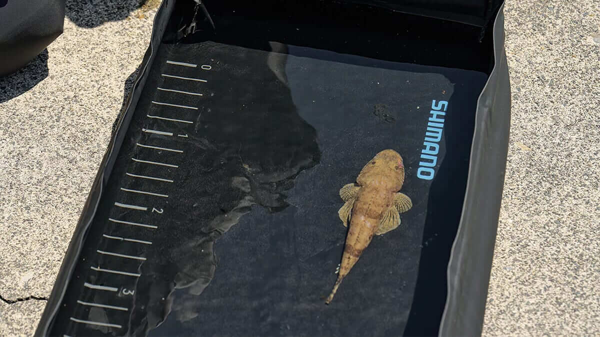 ｜シマノから“斬新”すぎるアイテムが新登場。『魚専用プール』を大手メーカーが本気で作った結果がコチラ…。