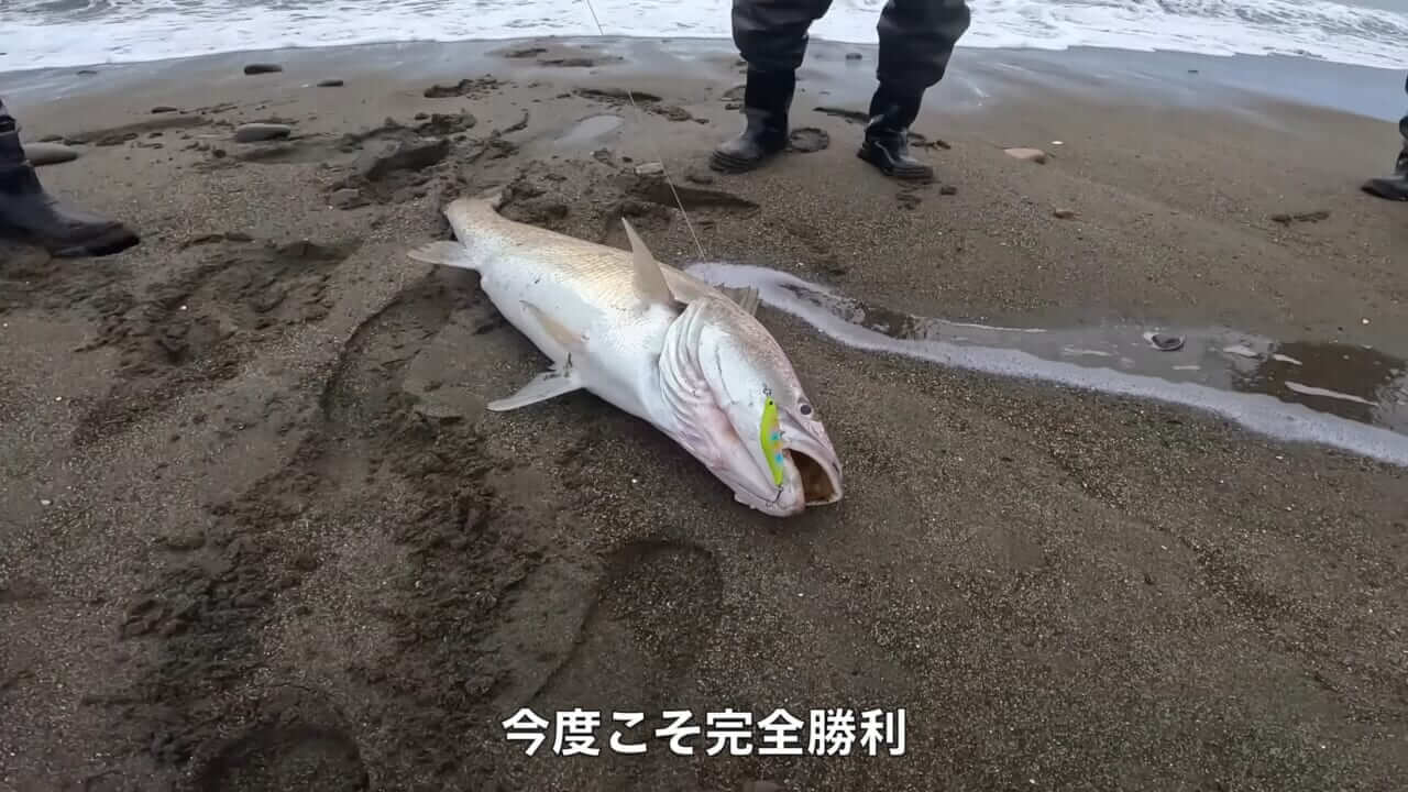 ｜「キタ！キタ！」「ヤバいなコレ。」宮崎県の砂浜でユーチューバーが“幻の巨大魚”捕獲。しかし…。「素直に喜べないところもある…」