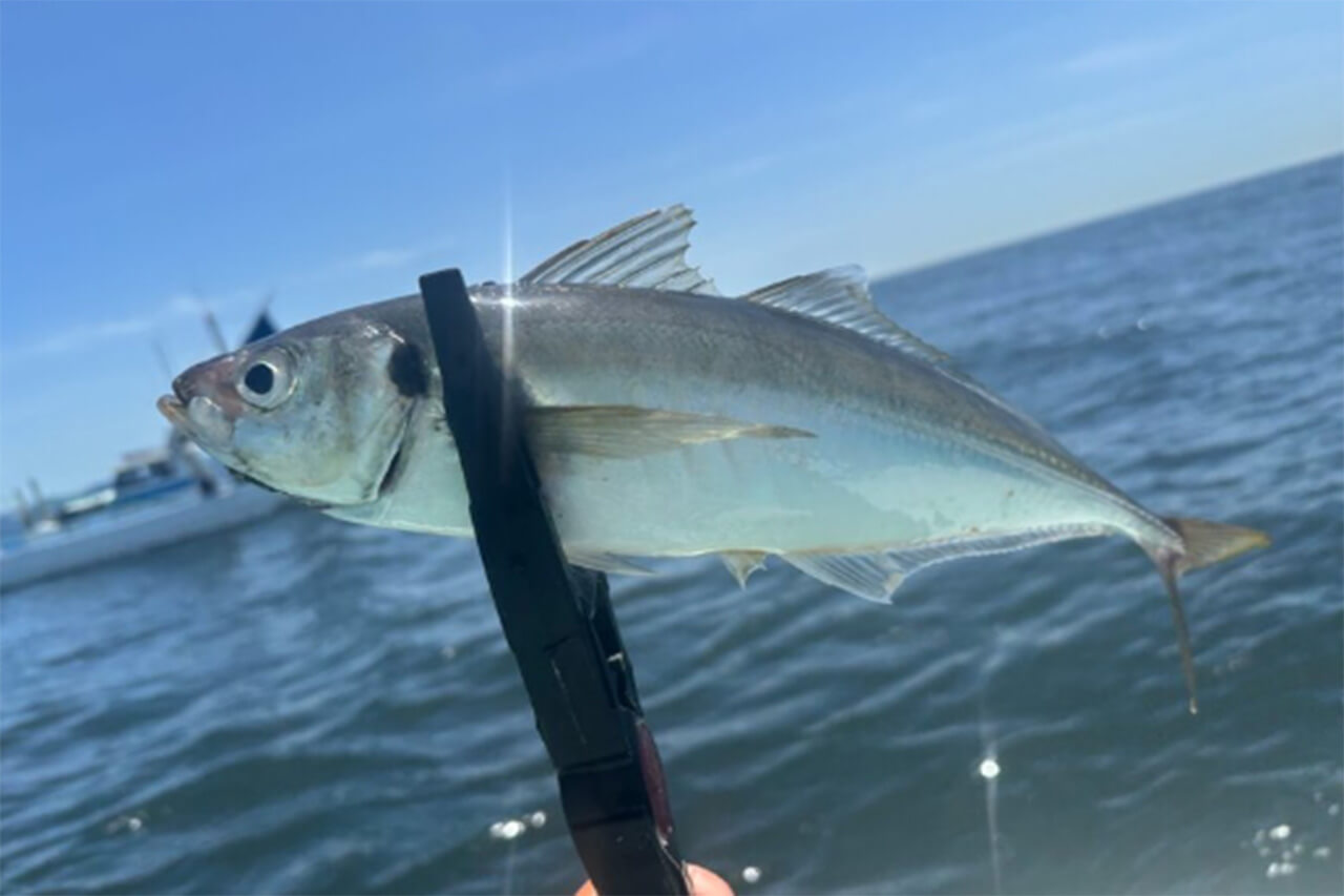 ｜「“毒魚”対策」「大手メーカーだから安心だね」釣った魚をがっちりホールドして逃さない。釣り必携のアイテムがDAIWAから登場。