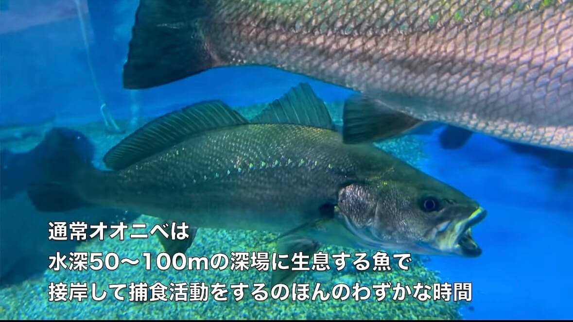 ｜「キタ！キタ！」「ヤバいなコレ。」宮崎県の砂浜でユーチューバーが“幻の巨大魚”捕獲。しかし…。「素直に喜べないところもある…」