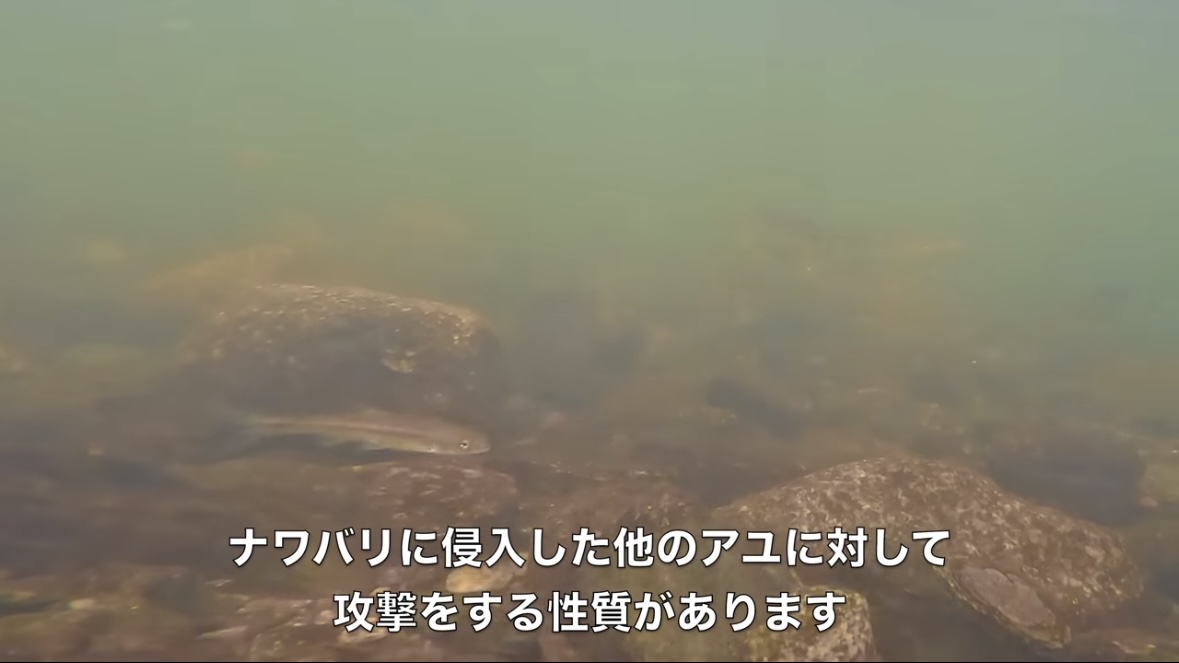 ｜「見てるだけで飯テロ」「羨ましい」流行の釣りで『絶品魚』を狙う。思わず画面から香りが伝わる“魚料理”に反響多数。「これはウマいわ…」