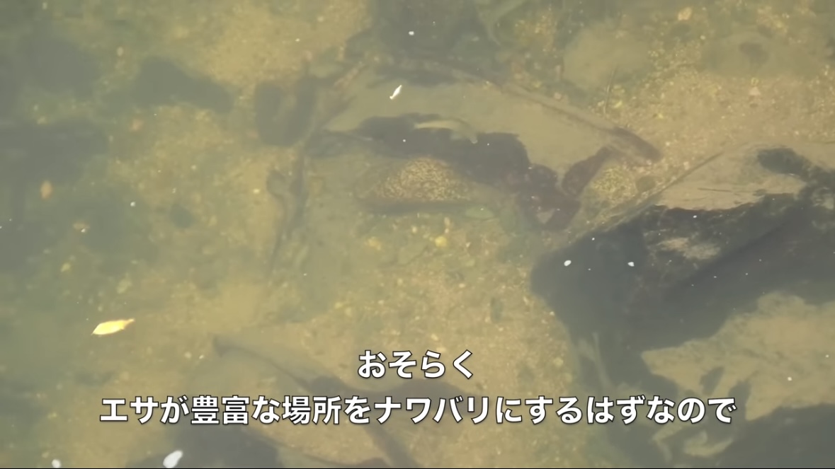 ｜「見てるだけで飯テロ」「羨ましい」流行の釣りで『絶品魚』を狙う。思わず画面から香りが伝わる“魚料理”に反響多数。「これはウマいわ…」