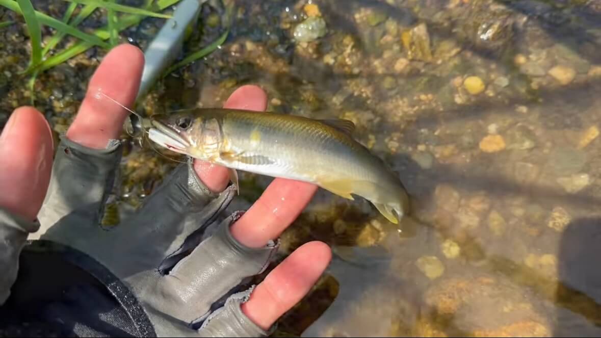 ｜「見てるだけで飯テロ」「羨ましい」流行の釣りで『絶品魚』を狙う。思わず画面から香りが伝わる“魚料理”に反響多数。「これはウマいわ…」