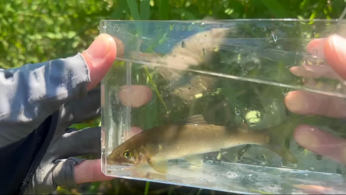 ｜「見てるだけで飯テロ」「羨ましい」流行の釣りで『絶品魚』を狙う。思わず画面から香りが伝わる“魚料理”に反響多数。「これはウマいわ…」