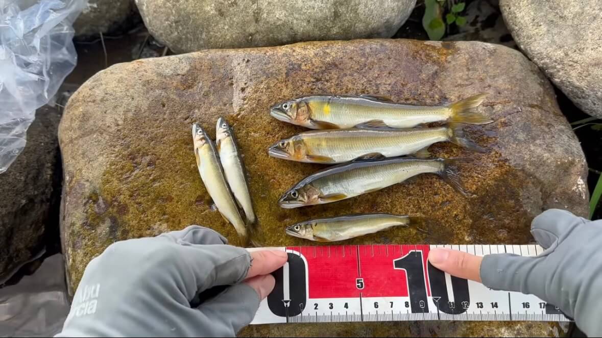 ｜「見てるだけで飯テロ」「羨ましい」流行の釣りで『絶品魚』を狙う。思わず画面から香りが伝わる“魚料理”に反響多数。「これはウマいわ…」