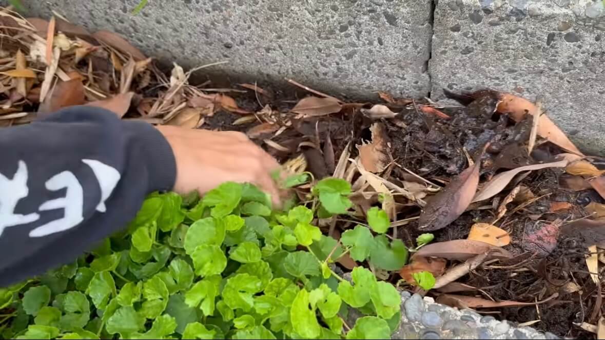 |「よっしゃ!」「食った!」ミミズのついた『木の枝』を岩陰に突っ込むと…? 20万回再生された“穴釣り”に反響多数。