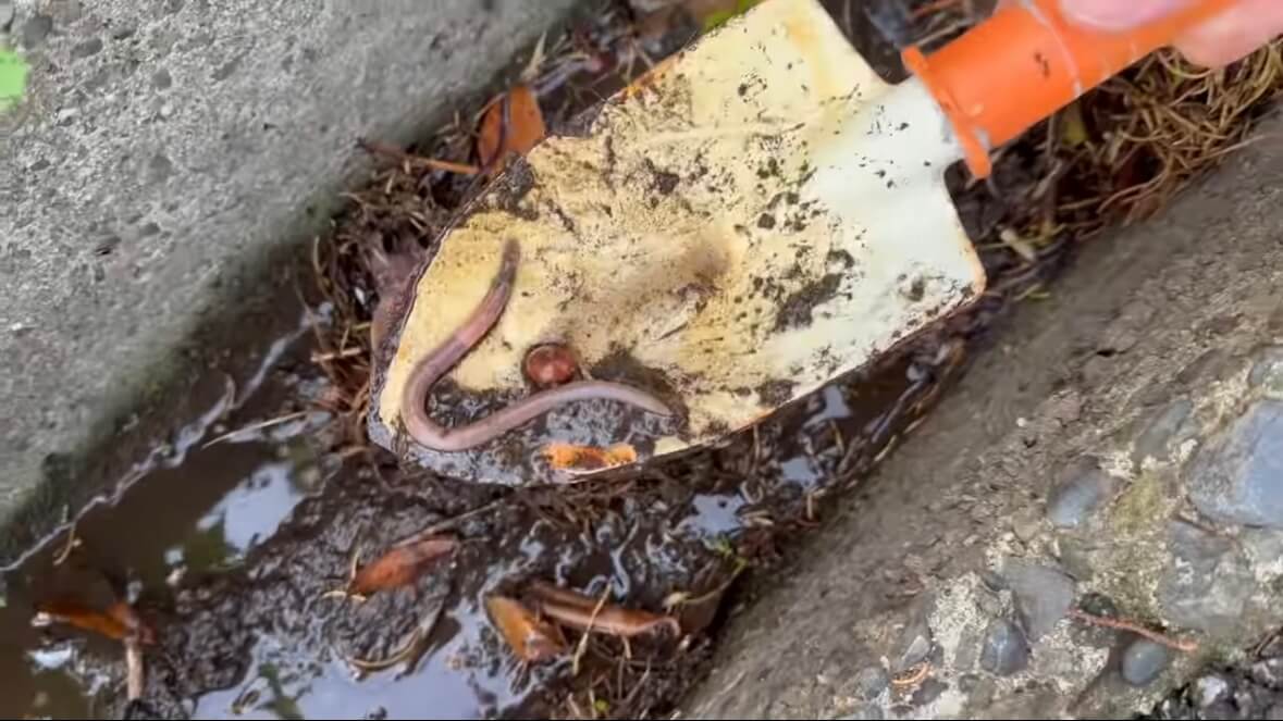 |「よっしゃ!」「食った!」ミミズのついた『木の枝』を岩陰に突っ込むと…? 20万回再生された“穴釣り”に反響多数。