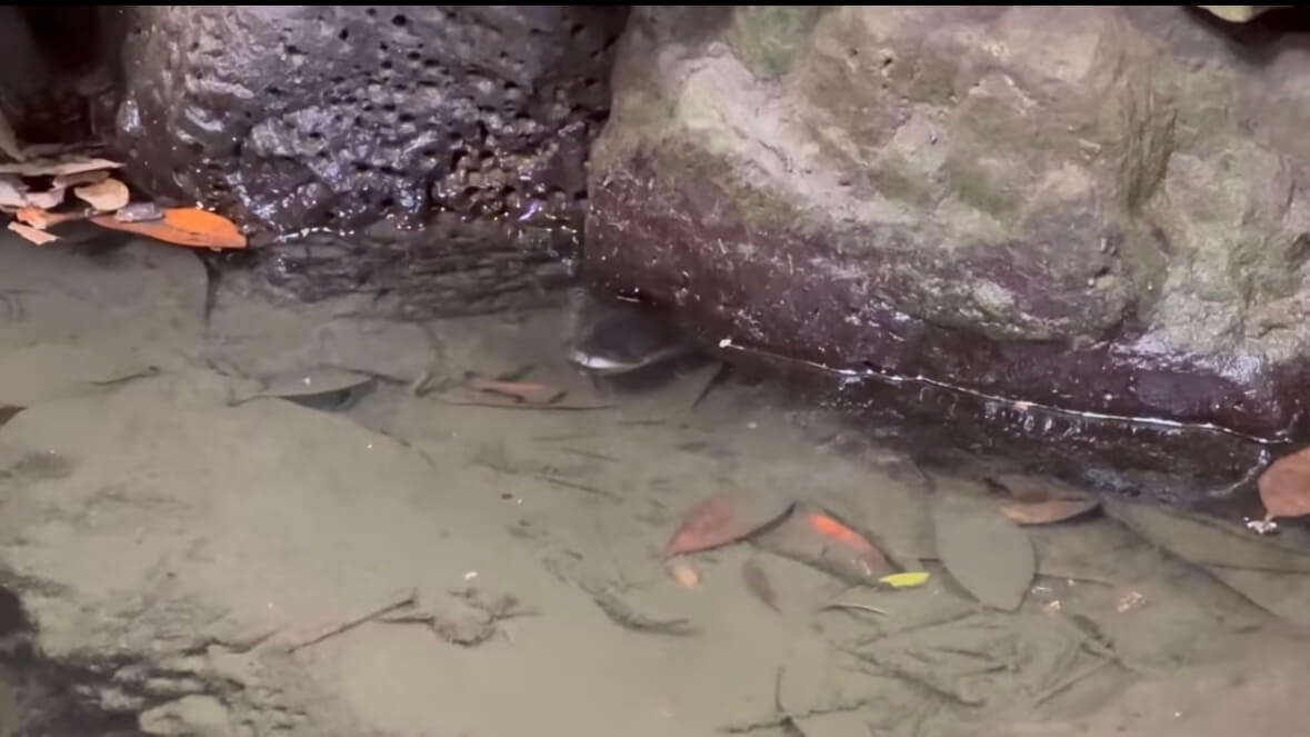 |「よっしゃ!」「食った!」ミミズのついた『木の枝』を岩陰に突っ込むと…? 20万回再生された“穴釣り”に反響多数。