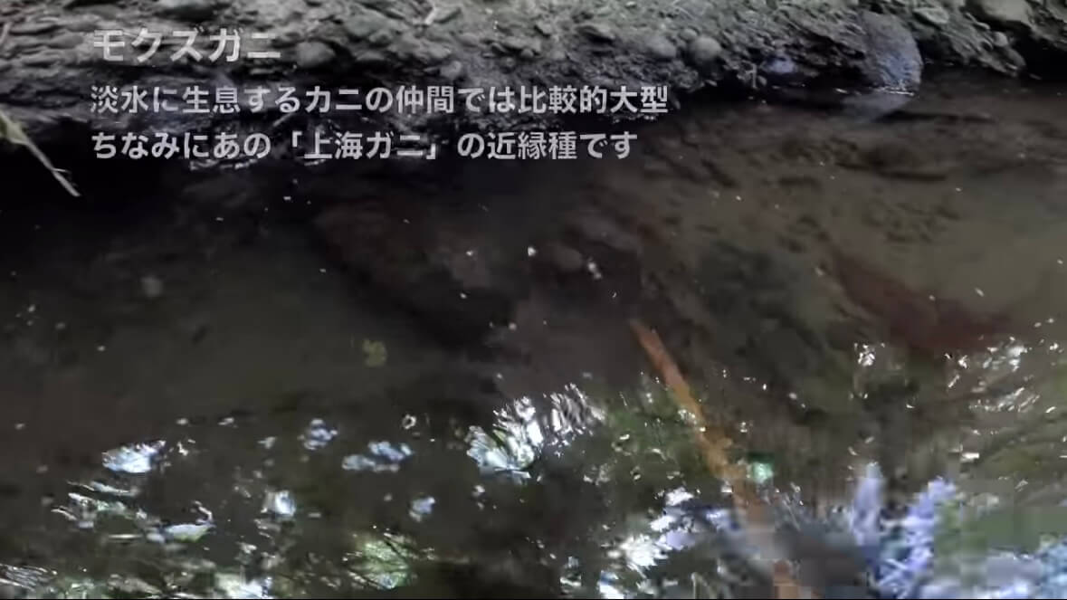 |「よっしゃ!」「食った!」ミミズのついた『木の枝』を岩陰に突っ込むと…? 20万回再生された“穴釣り”に反響多数。