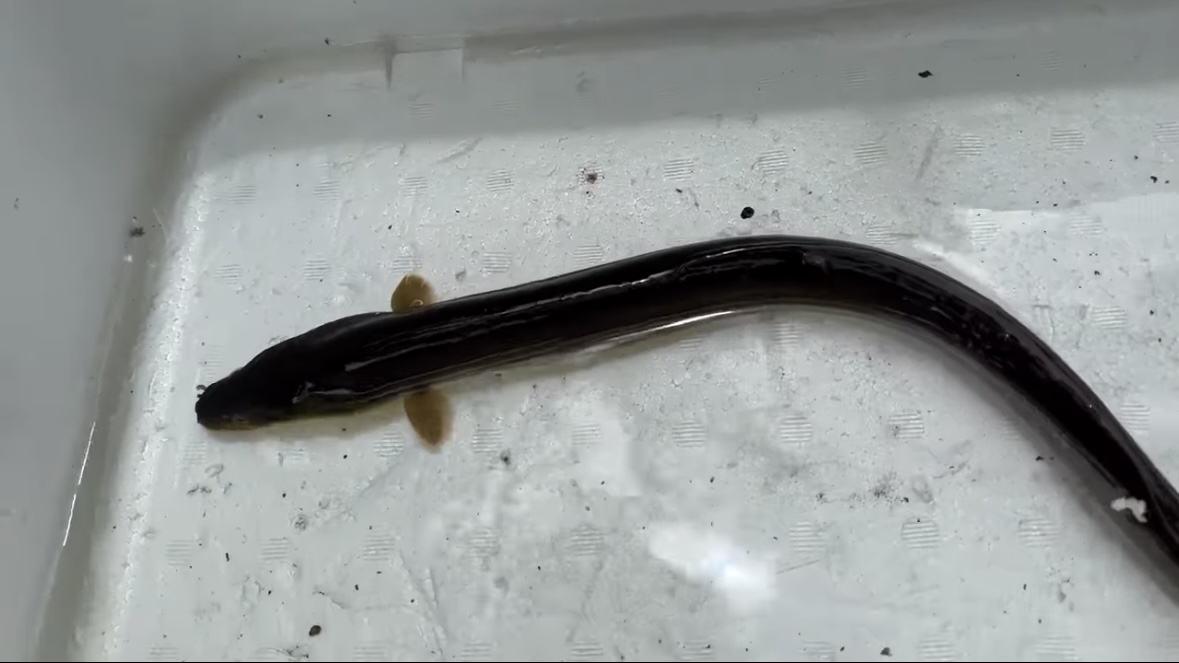 |「よっしゃ!」「食った!」ミミズのついた『木の枝』を岩陰に突っ込むと…? 20万回再生された“穴釣り”に反響多数。