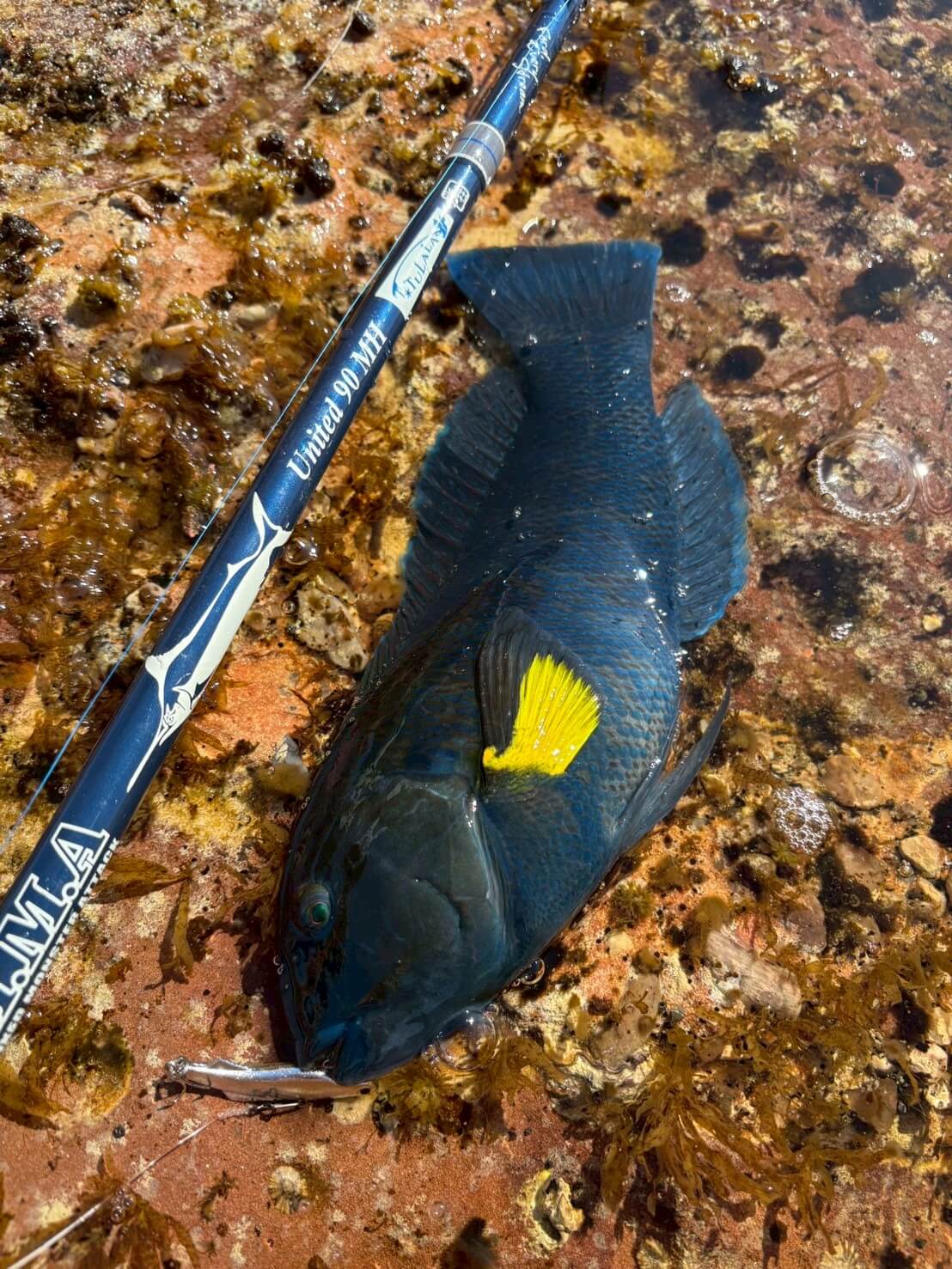 ｜狙うターゲットは60センチを超える『キス』。自然豊かなオーストラリアの西海岸で釣りをした結果。