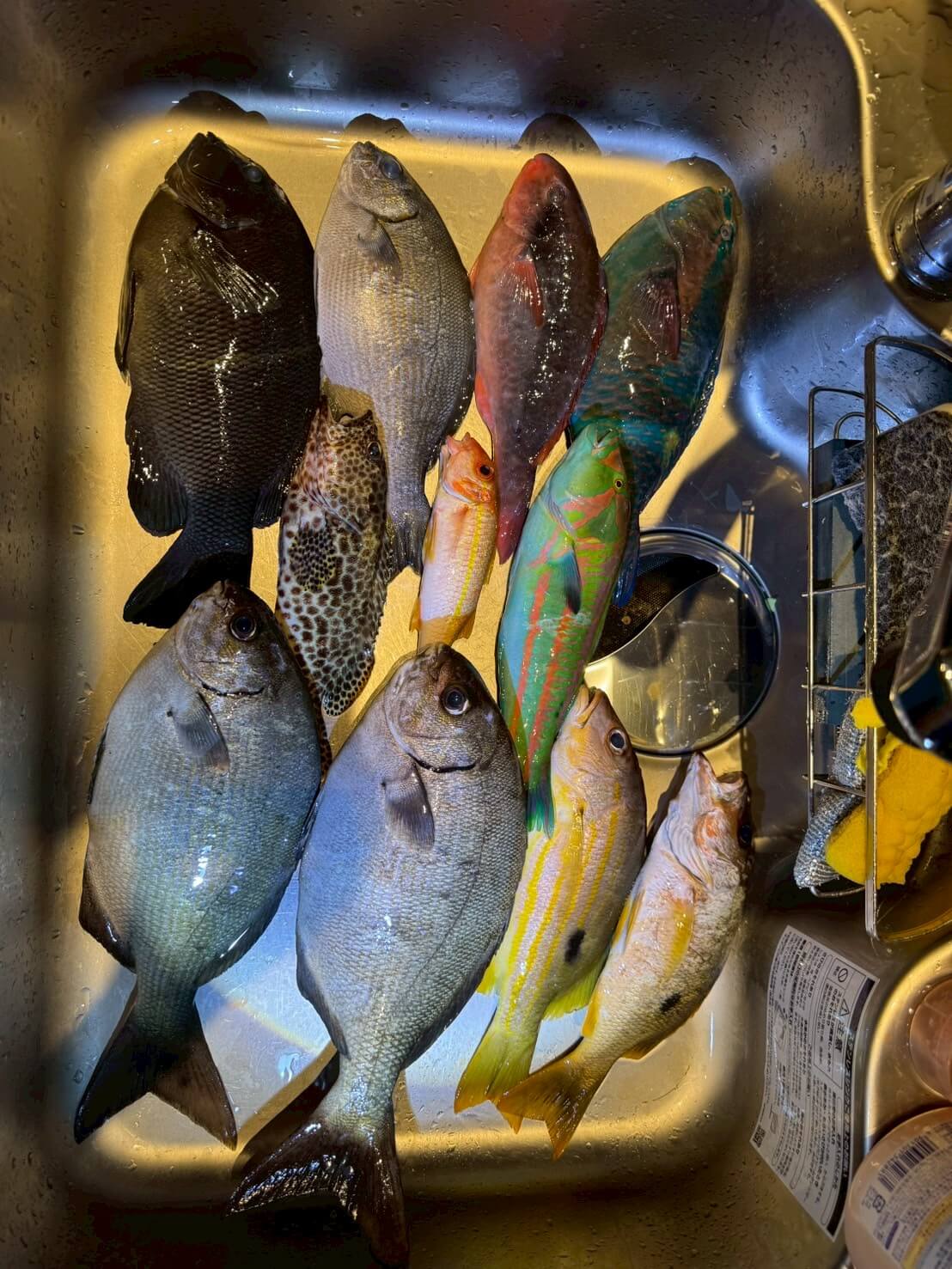｜【福島和可菜のLove Fishing】カジキ釣り大会に参加のはずがまさかの中止!? それでも自然と触れ合い充実した沖縄遠征に！