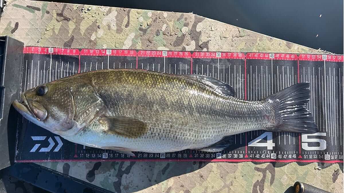 ｜話題の新作ルアーでビッグバス降臨！40アップもバイトラッシュ。発売まであともう少し！「無限に釣れそう…」