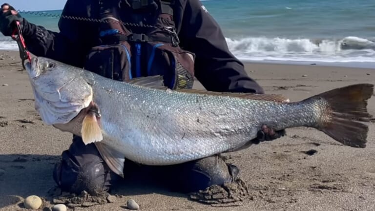 「キタ！キタ！」「ヤバいなコレ。」宮崎県の砂浜でユーチューバーが“幻の巨大魚”捕獲。しかし…。「素直に喜べないところもある…」
