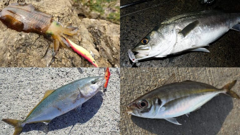 【この秋、絶対狙いたい】オカッパリで手軽に狙える4魚種。食べても美味しい最高のターゲット達！釣りを始めるなら今がチャンス！