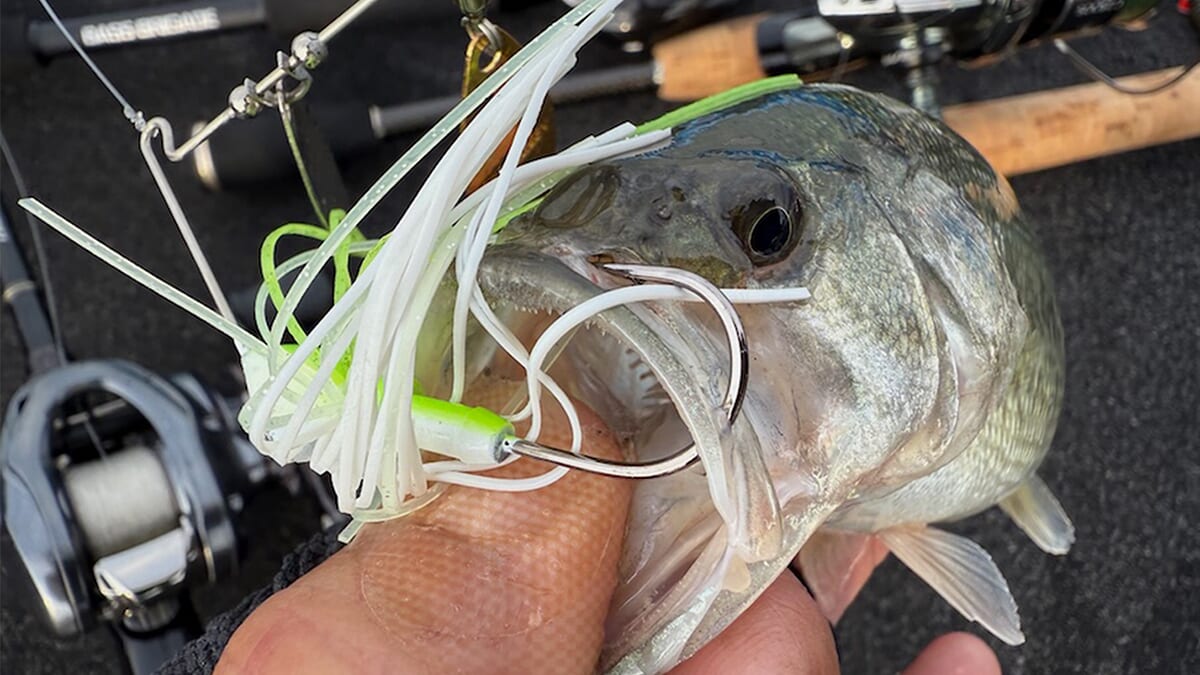 ｜【完全に秋モード突入】「とにかく釣るだけなら最強すぎる…」ルーシー無双に巻き物も好調！