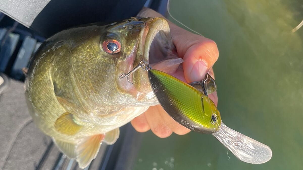 |ウィードがモサモサで超エキサイティング! ボトムにもバスがいるからディープダイバーも楽しい! 「一緒に満喫しましょう!」