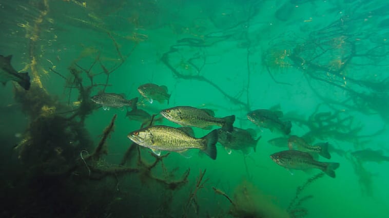 【卵を根こそぎ食べられる…】生物カメラマンが水中で撮影した『琵琶湖』に抱かれるブラックバスの真実【一等地を陣取る？】