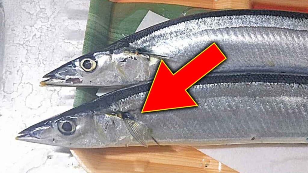 「食べても大丈夫？」「そうだったのか…」サンマでよく見る“赤いヒモ”の正体…。