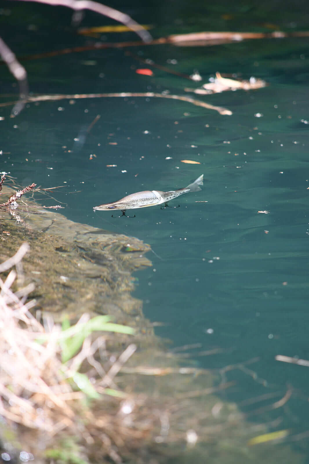 |素材の浮力がルアーを別物に⁉『ボーンラチェット』の魅力とは?