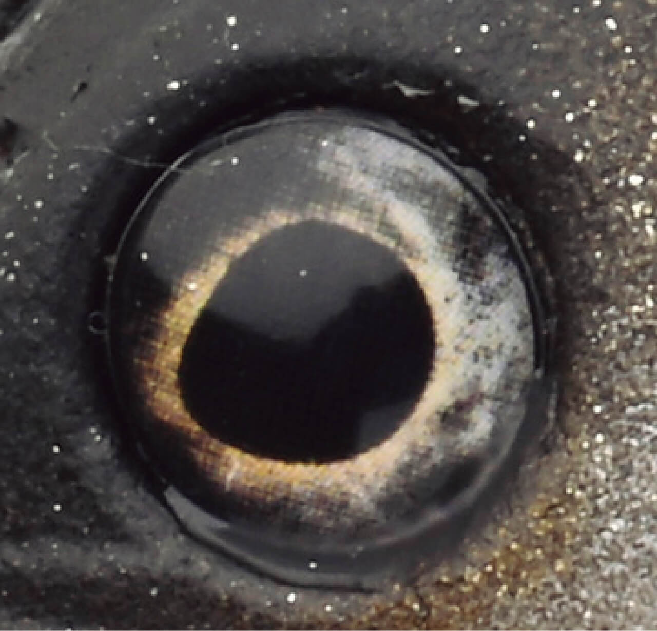 ｜ルアーとお散歩⁉ 最高傑作スイムベイトを使うための極意は『ペット』にあり⁉