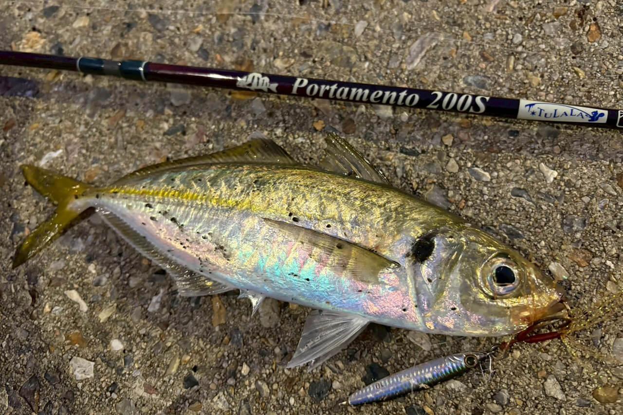 |オーストラリアでアジの呼び方って知ってる? シドニーでアジングをしてみた結果…。