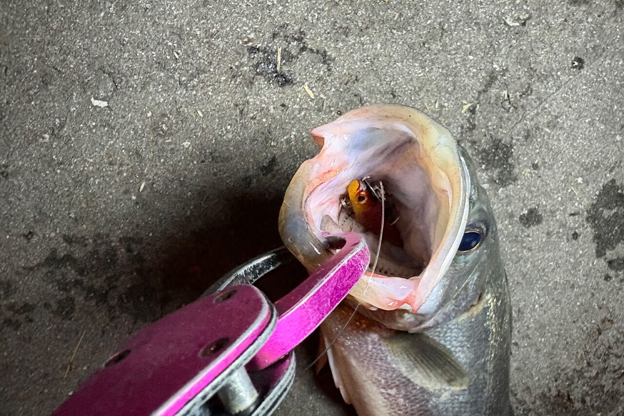 |驚異の食わせ能力。釣れた魚の半分以上が“丸呑み”。新ジャンルのシーバスルアーの実釣性能とは?