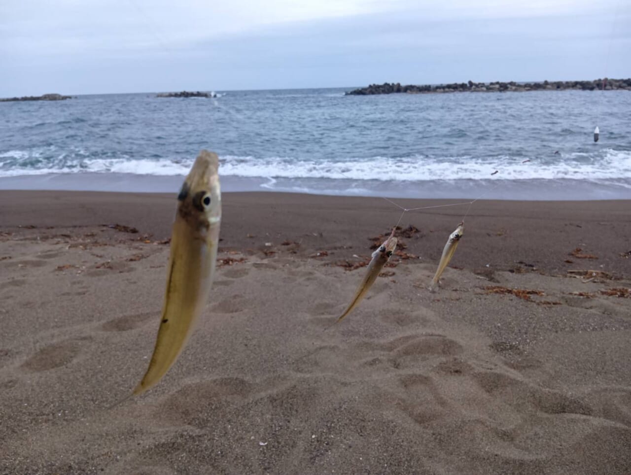 ｜『秋の落ちキス』を釣りたいのであります！　