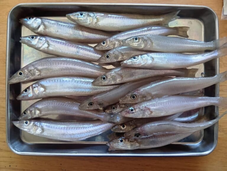 『秋の落ちキス』を釣りたいのであります！