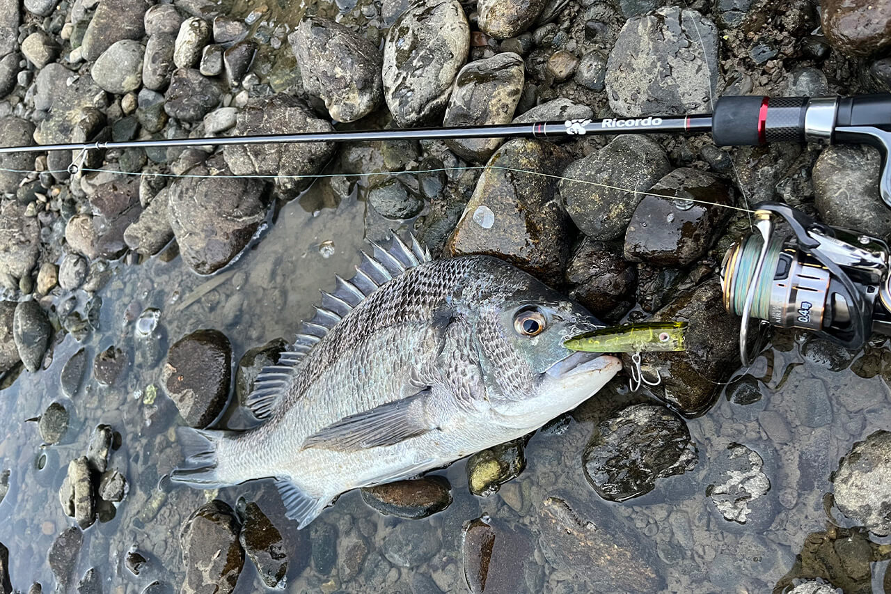 |出るか? 出ないか? その一瞬に賭ける! ヤミツキな釣り人も多数な「チヌトップ」の魅力とは?