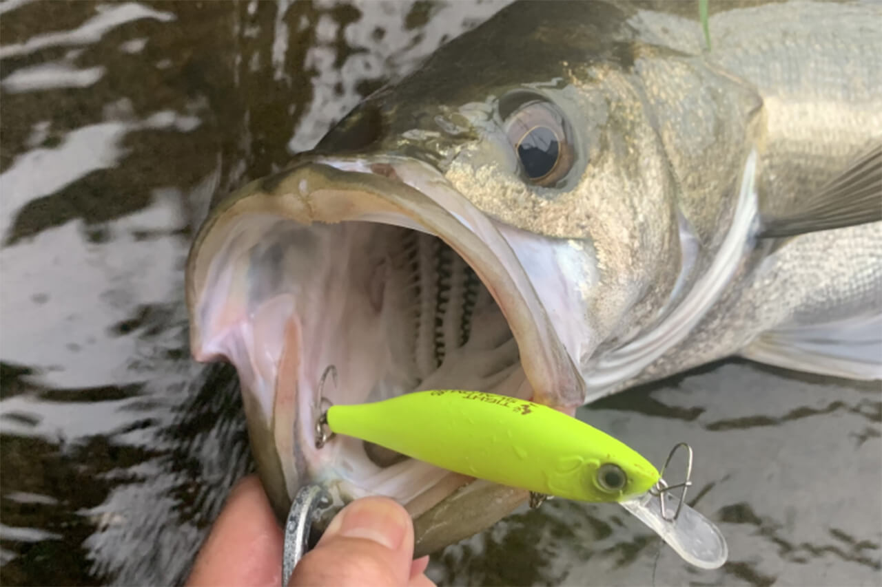 ｜マリアの名作ルアー「タイトスラローム」に待望の追加カラー登場。湾奥シーバス攻略に新たな一手が！