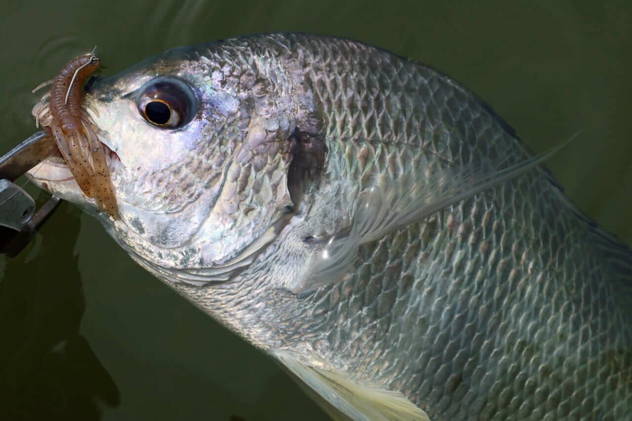 |【もりぞーのチニング全国行脚】界隈をざわつかせる新商品続々!「DAIWAの本気を感じさせるアイテムに期待!」