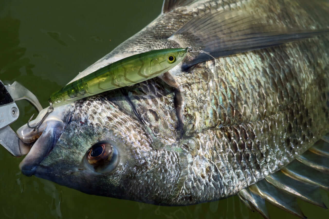 |【もりぞーのチニング全国行脚】界隈をざわつかせる新商品続々!「DAIWAの本気を感じさせるアイテムに期待!」