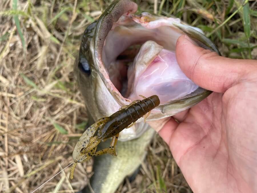 ｜地形も魚の居場所も同時にサーチ！この便利なリグ、効くのはまさに今。「初めてのフィールドでも活躍します！」