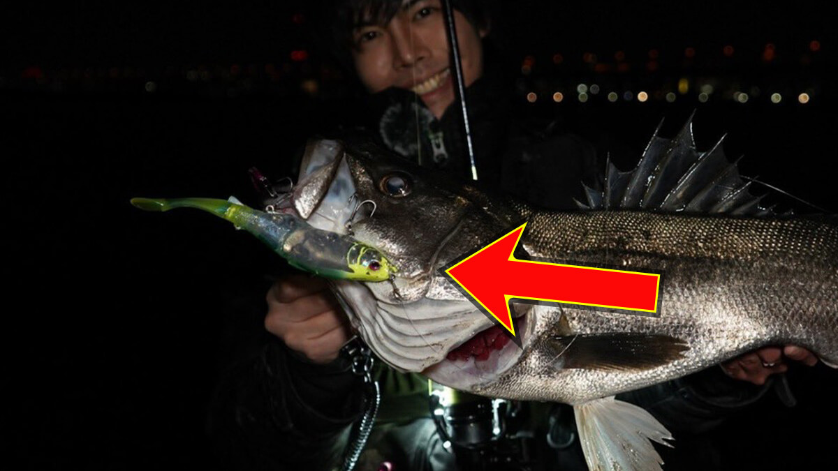 |激推しルアーで“5日連続”東京湾のランカーを捕獲。ほかのビッグベイトとは違うポテンシャルを解説。「使い方としては…。」
